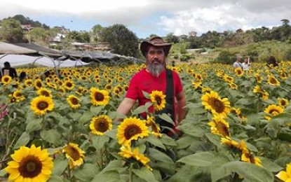 <p><strong>LOVELY SUNFLOWERS.</strong> Cut flower grower and owner of DarJane's Garden Dario Montes has 12,000 sunflower plants on their 1,500 square-meter field in Shilan, La Trinidad, about 12 kilometers from Baguio City. Montes said he opted to open the garden to the public after the flowers did not bloom in time for Valentine’s Day. <em>(PNA photo by Pamela Mariz Geminiano)</em></p>