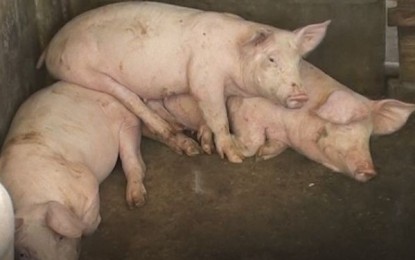 <p>Heads of swine in a backyard piggery in Barangay San Juan, Quirino, Isabela. <em>(Photo by Villamor Visaya Jr.)</em></p>