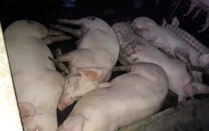 <p><strong>PORK SUPPLY.</strong> Swine sufficiency in Iloilo province is now at 33.12 percent, down from 289 percent before African Swine Fever (ASF) affect many part of the Visayas region. Provincial Veterinarian Dr. Darel Tabuada, in an interview Friday (Nov. 17, 2023), said the province has to bring in hogs from other provinces to meet consumers' demand. <em>(PNA file photo)</em> </p>