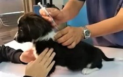 Dog vaccinated hot sale against rabies