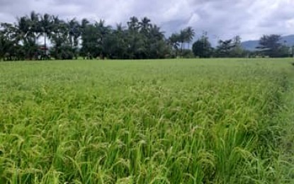 <p><strong>HYBRID RICE.</strong> A rice farm in Pagsang-an village Abuyog, Leyte, a demonstration farm for hybrid rice farming. The Philippine Rice Research Institute (PhilRice) said on Thursday (Mar. 5, 2020) a total of 98,264 bags of 20 kilos high-value rice seeds were transported to Eastern Visayas for the dry season. <em>(PNA photo by Gerico Sabalza)</em></p>