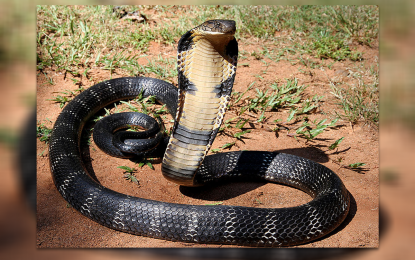 philippine cobra