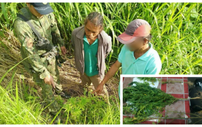 <p><strong>MARIJUANA PLANTATION. </strong>Suspected marijuana cultivator Julito Magsalang Ocer (center in handcuffs) leads a police officer and a village official to one of the illegal plants he is maintaining at his farm in remote Barangay Sumalili, Arakan, North Cotabato following a raid on Monday (March 23, 2020). Authorities say they have yet to ascertain the value of the full-grown marijuana plants (inset) dotted across the three-hill farm lot of the suspect.<em> (Photo courtesy of PRO-12)</em></p>