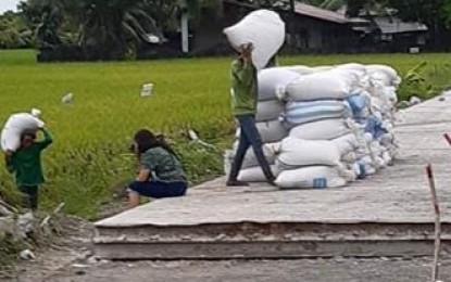 <p><strong>ENOUGH RICE SUPPLY.</strong> Newly-harvested palay in Antique. Antique Provincial Agriculturist Nicolasito Calawag on Tuesday (March 24, 2020) says people need not worry about the lack of food supply amid the implementation of the enhanced community quarantine. <em>(PNA photo by Annabel Consuelo J. Petinglay)</em></p>