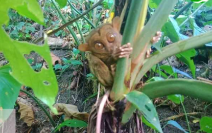 <p><strong>RESCUED.</strong> One of the two tarsiers released back in the wild after being rescued by farmer Nasrudin Angkong, of Barangay Langayen, Pikit, North Cotabato on March 22, 2020. At least three tarsiers were rescued by concerned citizens in the heavily-vegetated forests of North Cotabato since January this year. <em>(Photo courtesy of DENR-12)</em></p>