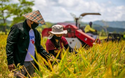 <p><strong>HIGHER YIELD.</strong> Results of a study at a model farm in Butuan City reveal a higher yield for farmers that use hybrid rice seeds compared to inbred seeds. The Department of Agriculture in Caraga Region says it is now exploring various strategies to encourage farmers to go into rice hybrid farming to support food security in the region.<em> (Photo courtesy of DA-13 Information Office)</em></p>