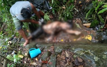 <p><strong>ANOTHER CADAVER.</strong> Two days after the 15-minute clash with government troops and the New People’s Army in the Davao de Oro town of Pantukan on Tuesday (April 7), another cadaver of a suspected communist guerrilla was recovered on Thursday (April 9) at the encounter site. The cadaver was identified as Benjamin Olvis, a medic for the NPA's Southern Mindanao Regional Committee. <em>(Photo courtesy of 71IB)</em></p>
