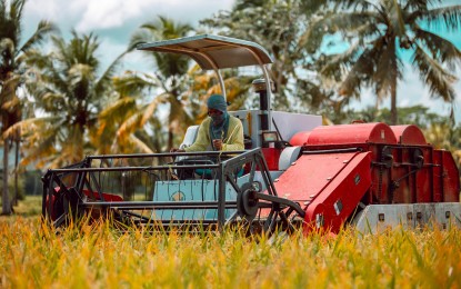 <p><strong>ENOUGH SUPPLY.</strong> The Department of Agriculture in Caraga is expecting 315,947 metric tons of rice harvest by the end of the first quarter of 2020. This will ensure a steady supply of rice while community quarantines are imposed in provinces and towns amid the 2019 coronavirus disease (Covid-19) pandemic.<em> (Photo courtesy of DA-13 Information Office)</em></p>