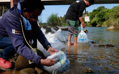<p><strong>FISH SEEDING.</strong> Some 110,000 tilapia and carp fingerlings are released in some of the Davao Oriental's rivers and lakes by the personnel from the Provincial Agriculture Office and the Provincial Fisheries Office of the Bureau of Fisheries and Aquatic Resources on Wednesday (April 22, 2020). The fish seeding activity seeks to benefit the indigenous peoples living in the hinterland villages of the province.<em> (Photo courtesy of Davao Oriental PIO)</em></p>