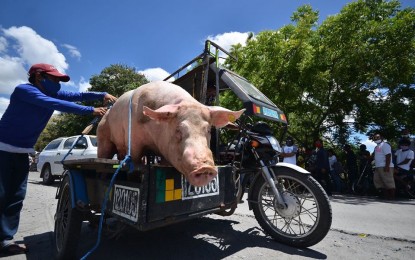 <p><strong>MEAT DISTRIBUTION.</strong> A community volunteer prepares to transport a live hog distributed over the weekend by the General Santos City government to augment the food supplies of households in their <em>purok</em> amid the ongoing enhanced community quarantine. The hogs, which weighed around 200 kilos each, were purchased by the city government from local swine producers that were affected by the border closures in neighboring regions due to the heightened quarantine. <em>(Photo courtesy of the city government)</em></p>