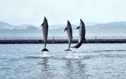 <p><strong>SMART MAMMALS</strong>. Dolphins show off some "dance moves" during a live show at the Ocean Adventure in Subic Bay Freeport. The operator of the biggest tourist draw to the freeport on Tuesday (April 28, 2020) appealed for donations to keep their animals alive and well amid the enhanced community quarantine, which has forced the marine theme park to cease operation. <em>(Photo from the Facebook page of Ocean Adventure)</em></p>