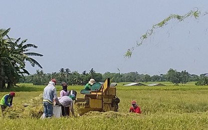 <p><strong>HIGHER YIELD.</strong> In this file photo, rice farmers in Bago City, Negros Occidental harvest their yield during one of the cropping seasons last year. During the first six months of 2020, palay production in Western Visayas increased by 12.15 percent, the Department of Agriculture said in a report on Wednesday. <em>(PNA Bacolod file photo)</em></p>