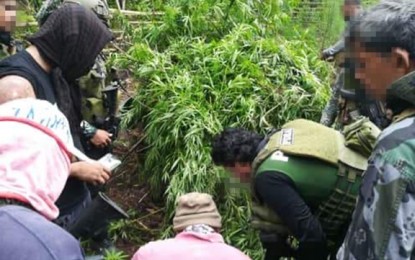 <p><strong>MARIJUANA PLANTATION DISCOVERED.</strong> Personnel of the Marine Battalion Landing Team 7 and Philippine Drug Enforcement Agency, in collaboration with officials of Barangay Masjid Punjungan in Kalingalang Caluang, Sulu, destroy a marijuana plantation maintained by an alleged supporter of the Abu Sayyaf Group. They discovered the marijuana plantation on Friday (May 1, 2020) as they launched an operation against a drug personality in Sitio Mangal-Mangal in Masjid Punjungan. <em>(Photo courtesy of the Joint Task Force Sulu)</em></p>
