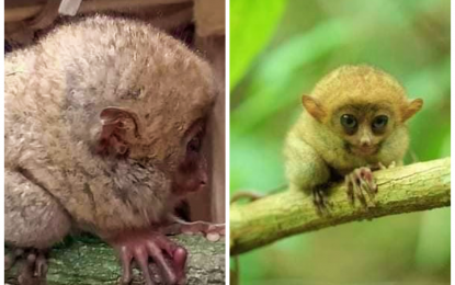 <p><strong>RESCUED.</strong> A mother (left) and infant tandem of tarsiers, one of the world's smallest primates, are rescued and later released back into the wild by residents of Aleosan, North Cotabato on Tuesday (May 5, 2020). Residents and village officials, in coordination with the provincial environment office, are pushing for Aleosan to be declared a protected habitat for tarsiers. <em>(Photos courtesy of DENR-12)</em></p>