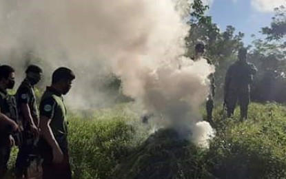 <p><strong>UPROOTED.</strong> Personnel of the Philippine National Police and Philippine Drug Enforcement Agency in Caraga destroy some PHP2-million worth of marijuana plants in a plantation discovered in Barangay Kasapa II, La Paz, Agusan del Sur on Friday (May 8, 2020). The plantation owner, identified as Iming Tilocan, managed to evade arrest.<em> (Photo courtesy of PRO-13 Information Office)</em></p>