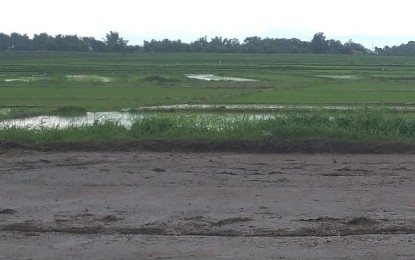 <p><strong>RICE FIELD.</strong> A rice field in Negros Occidental being prepared for planting. The Department of Agriculture in Western Visayas has allotted PHP1.06 billion in seed and fertilizer subsidies for rice farmers during the wet cropping season.<em> (Photo by Erwin P. Nicavera)</em></p>
