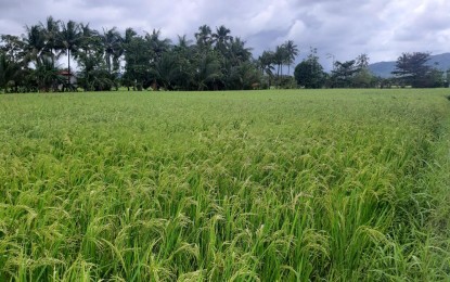 <p><strong>HIGHER YIELD.</strong> A rice farm in Pagsang-an village Abuyog, Leyte. The Department of Agriculture on Tuesday (May 12, 2020) said the national government allocated PHP313.5-million to increase the rice production in Eastern Visayas amid the global health crisis.<em> (PNA photo by Gerico A. Sabalza)</em></p>