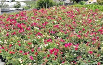 <p><strong>ROSE GARDEN</strong>. The roses at the country’s rose capital- Barangay Bahong, in La Trinidad, continue to produce roses but are just left wilting because there is no market for them amid the coronavirus disease pandemic. The farmers have estimated millions of pesos in losses since the start of the enhanced community quarantine. <em>(PNA photo by Liza T. Agoot)</em></p>