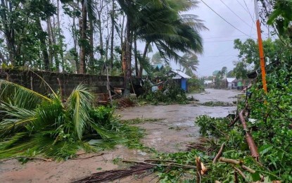 <p><strong>TYPHOON DAMAGE.</strong> Fallen trees along a road in Dolores, Eastern Samar. Typhoon Ambo made its landfall in the northern part of the Samar islands past Thursday noon (May 14, 2020). <em>(Photo courtesy of Ernest Ken Quitorio Lagarde)</em></p>
