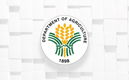 DA gives P306-M cash subsidy to 61K Ilocos farmers