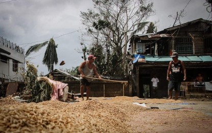 <p><strong>RECOVERING LOSSES.</strong> Farmers in Jipapad, Eastern Samar dry unhusked rice soaked by massive flood brought by Typhoon Ambo. Total value of losses in the agriculture sector due to "Ambo" (international name Vongfong) in the Samar provinces is now pegged at PHP7.13 million, according to the partial damage report of the Department of Agriculture (DA) on Tuesday (May 19, 2020).<em> (Photo courtesy of Eastern Samar provincial government)</em></p>