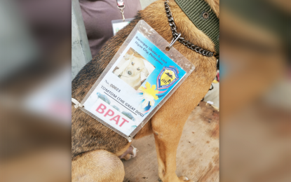 <p><strong>GUARD DOG.</strong> A dog in Iligan City, named Tomtom, is issued an identification card as a member of the Barangay Peacekeeping Action Team, as he regularly joins his owner, who is a regular BPAT member, in his evening duty as a village watchman. Morris Niasca, the owner, says his furry companion has protective instincts and is beloved by the community. <em>(PNA photo by Divina M. Suson)</em></p>