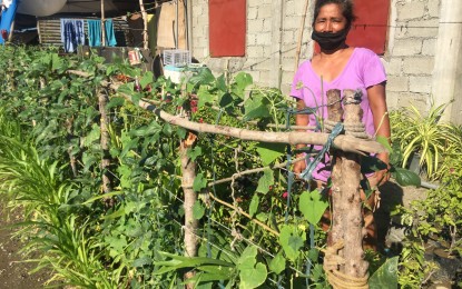 <p><strong>HOME GARDENING</strong>. A resident from Barangay Navotas, Laoag City makes use of her fence as trellis for her pole sitao planted near the kitchen on Monday (June 1, 2020). Due to Covid-19 lockdown, more and more Ilocanos are now involved in home gardening to have a steady food supply in these trying times. <em>(Photo by Leilanie G. Adriano)</em></p>
<p> </p>