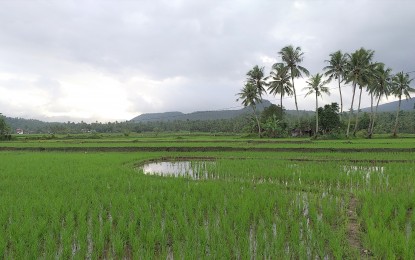 E. Visayas eyes P489-M to boost rice output amid crisis | Philippine ...