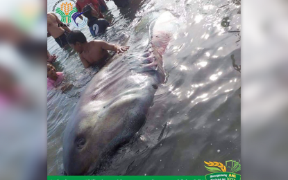 <p><strong>TRAPPED SHARK.</strong> Fishermen and personnel from the town of Buenavista, Agusan del Norte release a megamouth shark that was entangled and trapped in a fisherman’s net on Saturday (June 6) in Barangay Tinago. The shark has a length of 20 feet and an estimated weight of more than 500 kilos. <em>(Photo courtesy of BFAR-13)</em></p>
