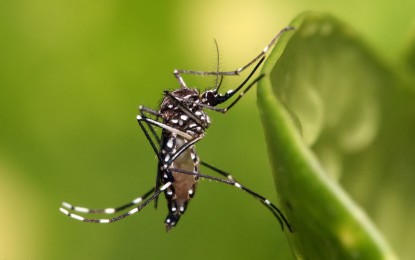 <p><strong>LOWER DENGUE CASES.</strong> Despite the decreasing number of dengue cases in Ilocos region, health authorities urge the public to not let their guard down against dengue-carrying mosquitos. From January to July this year, Ilocos posted 1,957 dengue cases, 24 percent lower than the 2,567 cases recorded in the same period last year, according to data released by the Department of Health Center for Health Development on Saturday (Aug. 5, 2023). <em>(PNA file photo)</em></p>