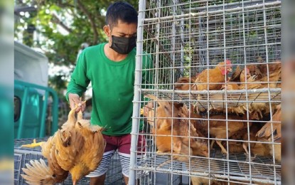 <p><strong>FREE-RANGE CHICKENS</strong>. A hog raiser in Binmaley town, whose pigs were culled due to the African swine fever (ASF) received free-range chickens on June 22, 2020 from the Department of Agriculture (DA). The program is part of DA's rehabilitation plan for hog raisers in Pangasinan affected by the ASF. <em>(Photo courtesy of Binmaley town)</em></p>
<p> </p>