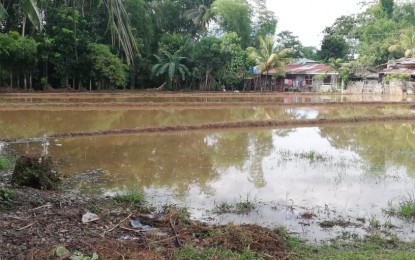 <p><strong>RICE LAND PREPS</strong>. The land preparation for the wet season is ongoing in some palay areas in Iloilo. A Department of Agriculture regional official said on Tuesday (June 23, 2020) that they target 85 to 90 percent of palay areas will be planted this wet cropping season. <em>(PNA photo by Perla G. Lena)</em></p>