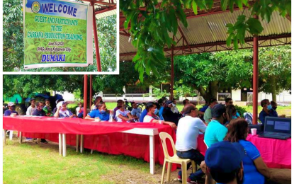 <p><strong>CASSAVA PRODUCTION.</strong> Representatives of 40 farming groups in North Cotabato gets a much-deserved cassava production training at the provincial grounds in Kidapawan City on Wednesday (June 24, 2020). The three-day cassava production training (streamer inset) is being facilitated by Davao City-based San Miguel Corporation and Ricor Mills. <em>(Photo courtesy of North Cotabato PIO)</em></p>