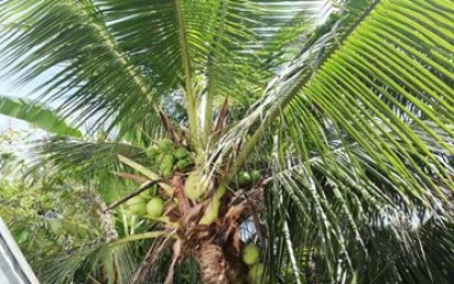 <p><strong>HYBRID COCONUT</strong>. A regular coconut planted by coco-farmers in a backyard. The Philippine Coconut Authority on Friday (June 26, 2020) is embarking on a hybridization project that is expected to provide farmers with higher production output. <em>(PNA photo by Perla G. Lena)</em></p>