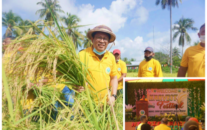 <p><strong>HARVEST FESTIVAL</strong>. Dr. Mohammad Yacob, head of the Ministry of Agriculture, Fisheries and Aquatic Resources–Bangsamoro Autonomous Region in Muslim Mindanao happily inspected the yield of hybrid rice varieties during a harvest festival held on Sunday (June 28, 2020) at a 150-hectare model farm in Datu Odin Sinsuat Maguindanao. Yacob (inset), who also led the ceremonial crop-cutting activity, said the program aims to accustom BARMM farmers to hybrid rice production and its progressive agro-economic impact in the region.<em> (Photo courtesy of MAFAR-BARMM)</em></p>
<p> </p>