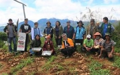 <p><strong>NATURE’S BOUNTY.</strong> Farmers from Natubleng, Buguias join the Department of Agriculture–Cordillera OIC regional executive director Cameron Odsey (seated, 3rd, left) in harvesting the Canadian variety of potato during the first test run. Potato farmers are expected to plant more of potato varieties from Canada after a bountiful harvest during their first trial for a better yield and income. <em>(Photo courtesy of DA-Cordillera)</em></p>