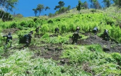 <p><strong>TORCHED</strong>. Government operatives uproot marijuana plants in Loccong, Tinglayan, Kalinga on July 8. The operation yielded PHP21.6 million worth of marijuana which they burned on three plantation sites. <em>(Photo courtesy of Kalinga Provincial Police Office)</em></p>