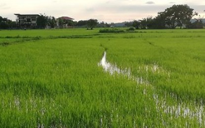 <p><strong>TARGET HARVEST.</strong> The Office of the Provincial Agriculture (OPA) is optimistic of achieving its target of 250,000 metric tons of palay harvest this year despite Covid-19. OPA chief Nicolasito Calawag said the Department of Agriculture (DA) has increased its assistance to farmers who were able to plant for the first cropping. <em>(PNA photo by Annabel Consuelo J. Petinglay)</em></p>
<p> </p>