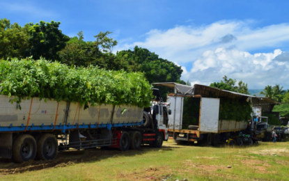 <p><strong>AGRI AID.</strong> Truckloads of rubber, cacao, and coffee seedlings await beneficiaries during the dispersal of agricultural inputs in Banisilan, North Cotabato from the Department of Agrarian Reform (DAR) and the provincial government of North Cotabato on Wednesday (July 22, 2020). More than 1,000 farmers from the town are expected to benefit from the DAR assistance estimated to reach PHP13 million. <em>(Photo courtesy of DAR-North Cotabato)</em></p>