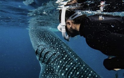 <p><strong>TOURISM ACTIVITIES</strong>. Whale shark watching and snorkeling in Oslob, Cebu. Governor Gwendolyn Garcia on Thursday (July 23, 2020) issues Executive Order No. 20-A enumerating some tourism-related activities that are allowed in the province under the modified general community quarantine. <em>(Photo courtesy of Maganda Ang Pilipinas Facebook page)</em></p>