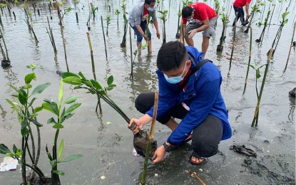 <p><strong>MANGROVE PLANTING</strong>. San Miguel Corporation (SMC) has started its initiative to plant a total of 190,000 mangrove seedlings over 76 hectares in Bulacan province and other areas in Central Luzon to help address perennial flooding. The first phase of the project was launched Tuesday (July 28, 2020) in Hagonoy, Bulacan, where 25,000 mangrove seedlings were to be planted in 10 hectares within the year.<em> (Photo courtesy of SMC)</em></p>
<p> </p>