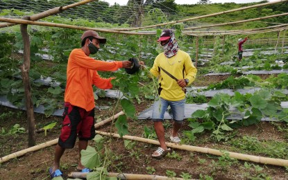 <p><strong>HIGH-VALUE CROPS</strong>. Former rebels work on a farm in Daja Daku village in San Isidro, Leyte on Wednesday (July 29, 2020). The farm forms part of the Peace and Prosperity Village built by the government to help those who surrendered to become productive citizens. <em>(PNA photo by Sarwell Meniano)</em></p>