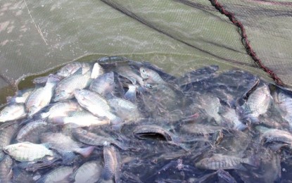 <p><strong>TILAPIA HARVEST.</strong> Some of the cultured tilapia during an initial harvest in Baybay City in this April 28, 2020 photo. The Bureau of Fisheries and Aquatic Resources (BFAR) is eyeing Baybay City as the region’s champion for tilapia fish farming following the training of farmers on upland fish production. <em>(Photo courtesy of BFAR Region 8)</em></p>
<p> </p>