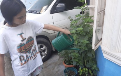 <p><strong>URBAN AGRICULTURE</strong>. A girl waters the crops planted on pots at their backyard in Minglanilla, Cebu. Department of Agriculture (DA)-Central Visayas operations division chief, Dr. Gerry Avilaon, on Wednesday (Aug. 5, 2020) said many people have sought free seeds from them to start backyard gardening since the community quarantine started. <em>(PNA photo by John Rey Saavedra)</em></p>