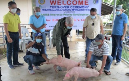 <p><strong>HOG BREEDING PROJECT.</strong> Negros Occidental Governor Eugenio Jose Lacson (center), with Provincial Veterinarian Renante Decena (left) and Mayor Pedro Zayco (standing, 2nd from right), led the turn-over of breeding piglets to hog raisers in Kabankalan City on Wednesday (Aug. 5, 2020). It is part of the PHP5-million genetic improvement project provided by the Provincial Veterinary Office under the Provincial Animal Genetic Improvement Program. <em>(Photo courtesy of PIO Negros Occidental)</em></p>