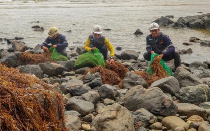 <p><strong>SARGASSUM CLEANUP, HARVESTING.</strong> Cagdianao Mining employees gather sargassum strands or debris around the shorelines of the company’s mine site in Barangay Valencia, Cagdianao, Dinagat Islands. The company makes its own liquid fertilizer from sargassum, which is generally viewed as an eyesore by locals and a nuisance by fishermen. <em>(Contributed photo)</em></p>