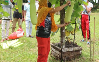 <p><strong>COMPUTER SKILLS.</strong> Trainees and soldiers harvest some 70 kilos of Bottle Gourd from the Demo Farm of the Army's 64th Infantry Battalion in Sumisip, Basilan province, on Tuesday (Aug. 11, 2020). The battalion shared the vegetables to the 20 youths and dependents of Abu Sayyaf Group surrenderers, who are undergoing a two-month Basic Computer Literacy Program that kicked off Tuesday. <em>(Photo courtesy of the Army's 64th Infantry Battalion)</em></p>