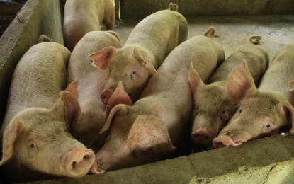 <p>North Cotabato Governor Nancy Catamco orders the culling of some 200 hogs in Kidapawan City to prevent the spread of the African swine fever on Sunday, Aug. 16, 2020.<em> (Photo courtesy of the Department of Agriculture - Region 12)</em></p>
