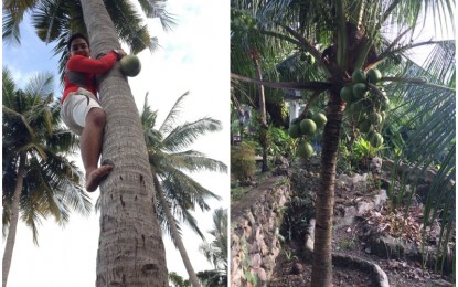 <p><strong>COCONUT PROCESSING</strong>. The Department of Science and Technology (DOST) on Monday (Aug. 17, 2020) said Bohol is exploring ways to promote higher value-added processing of coconut as a way to address the low price for copra. DOST-Central Visayas regional director Engr. Jesus Zamora Jr. said Governor Arthur Yap is interested to develop the coconut industry in Bohol to make it self-sufficient. <em>(Photos courtesy of Asec. Jonji Gonzales and Neil Papas)</em></p>
<p> </p>