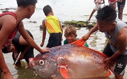 <p><strong>GIANT MOONFISH SURFACES.</strong> A 65-kg. Opah fish is caught in Oras, Eastern Samar hours after the strong quake that rattled the central Philippines on Tuesday (Aug. 18, 2020). Bureau of Fisheries and Aquatic Resources 8 (Eastern Visayas) Director Juan Albaladejo said the earthquake shock waves could have “spooked” the giant fish, causing it to surface on shallow waters in Tubabao Island in Oras. <em>(Photo courtesy of Ranilo Ebron)</em></p>